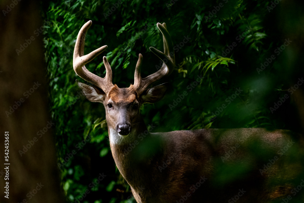 Fototapeta premium A Male White Tailed Deer Buck with large antlers peering through the fores