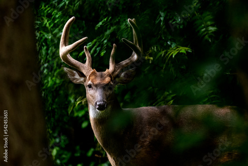 A Male White Tailed Deer Buck with large antlers peering through the fores