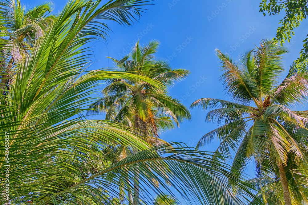 Tropical palm trees against the blue sky. Bottom view. Tropical palm trees against the blue sky. Bottom view.