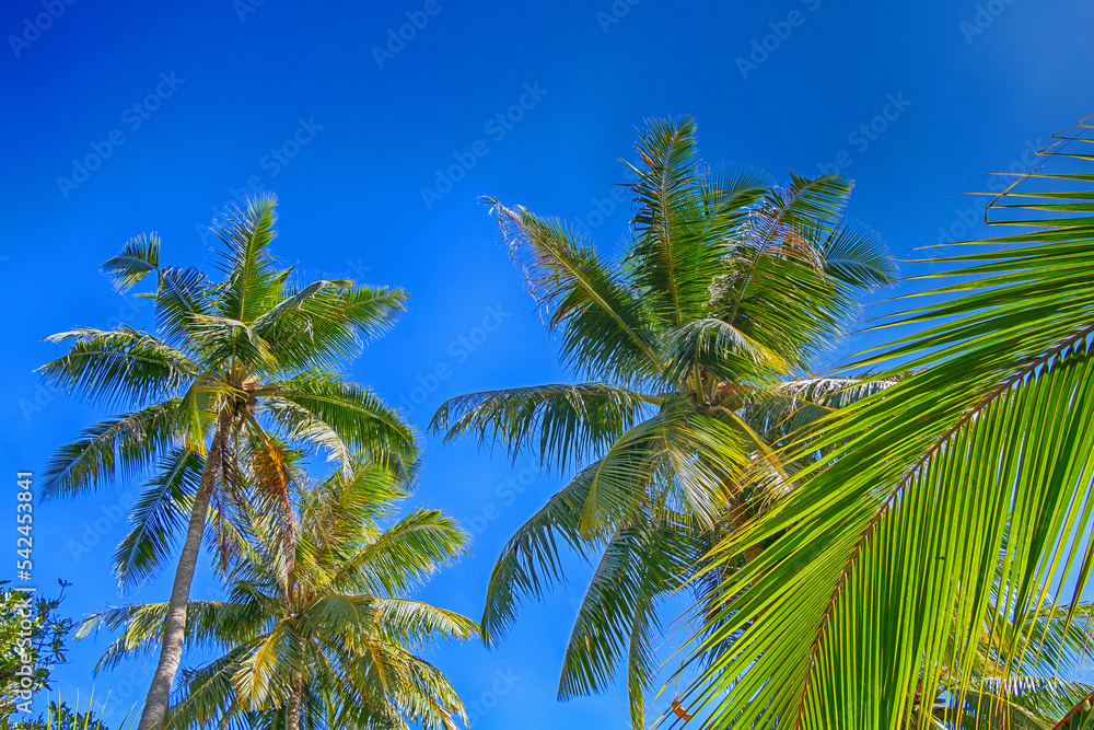 Tropical palm trees against the blue sky. Bottom view.