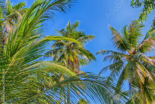 Tropical palm trees against the blue sky. Bottom view.