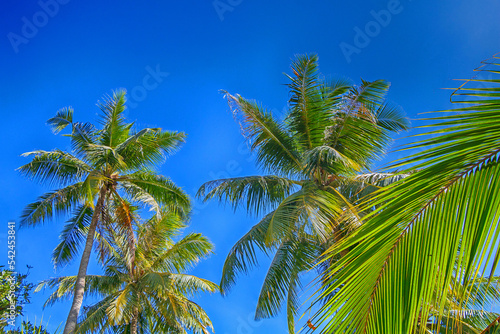 Tropical palm trees against the blue sky. Bottom view.
