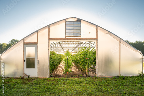 Tomatoes Growing in Farm Greenhouse