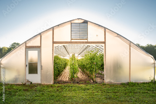 Tomatoes Growing in Farm Greenhouse photo
