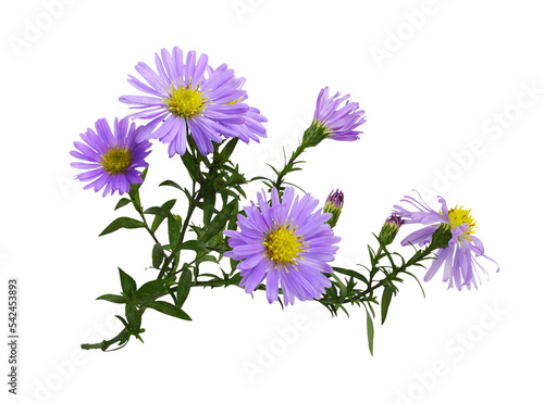 Twig of purple aster amellus flowers isolated