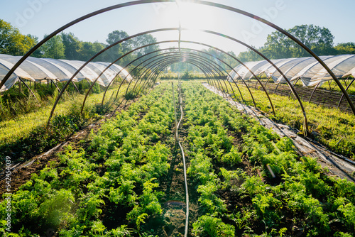 Crop of Carrots Growing in Greenhouse