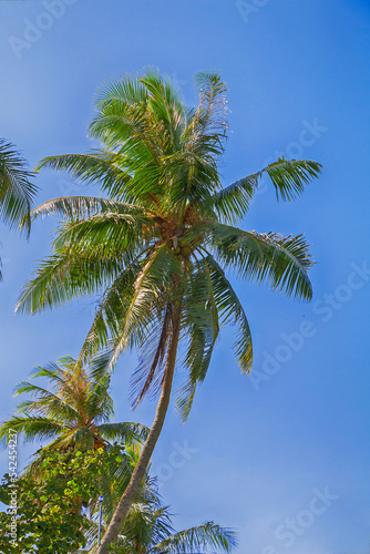 Tropical palm trees against the blue sky. Bottom view.