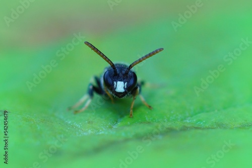 Detailed closeup on male of the rare punctate spatulate-masked bee , Hylaeus punctatus