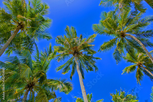 Tropical palm trees against the blue sky. Bottom view.