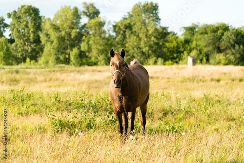 beautiful horse in the field on a sunny summer day  © Olena Svechkova