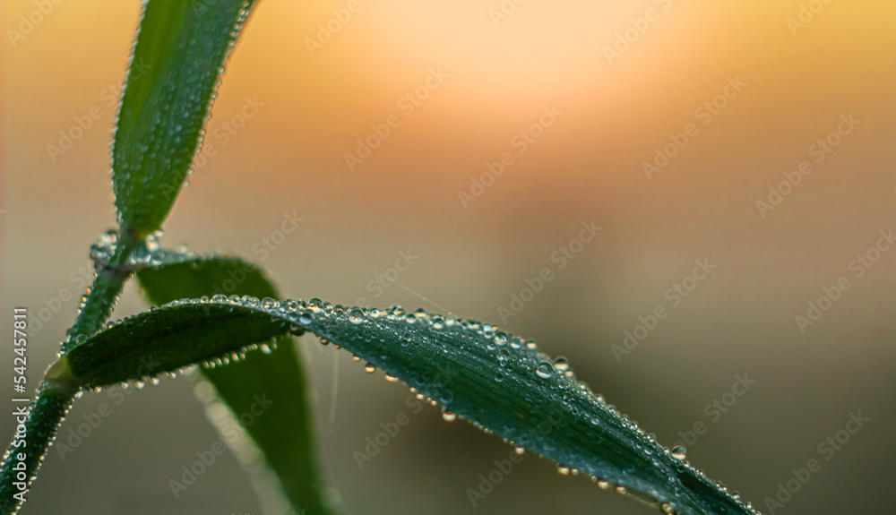 The light of sunrise shines in drops of dew on a leaf of field grass The light of sunrise shines in drops of dew on a leaf of field grass