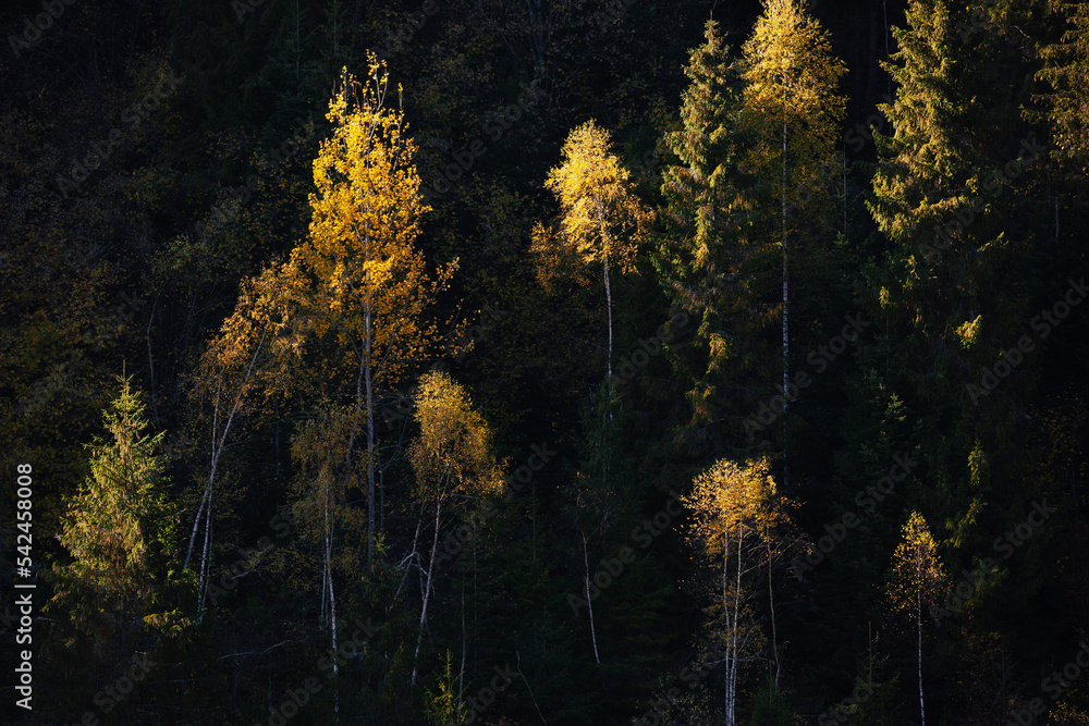 Autumn forest, fall scene. Yellow trees in a green pine forest. Beautiful autumn landscape. Copy space background. Autumn forest, fall scene. Yellow trees in a green pine forest. Beautiful autumn landscape. Copy space background.