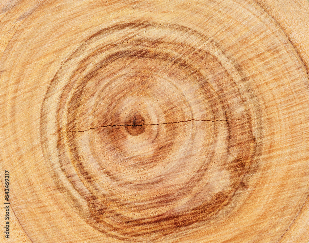 Naklejka premium tronco albero