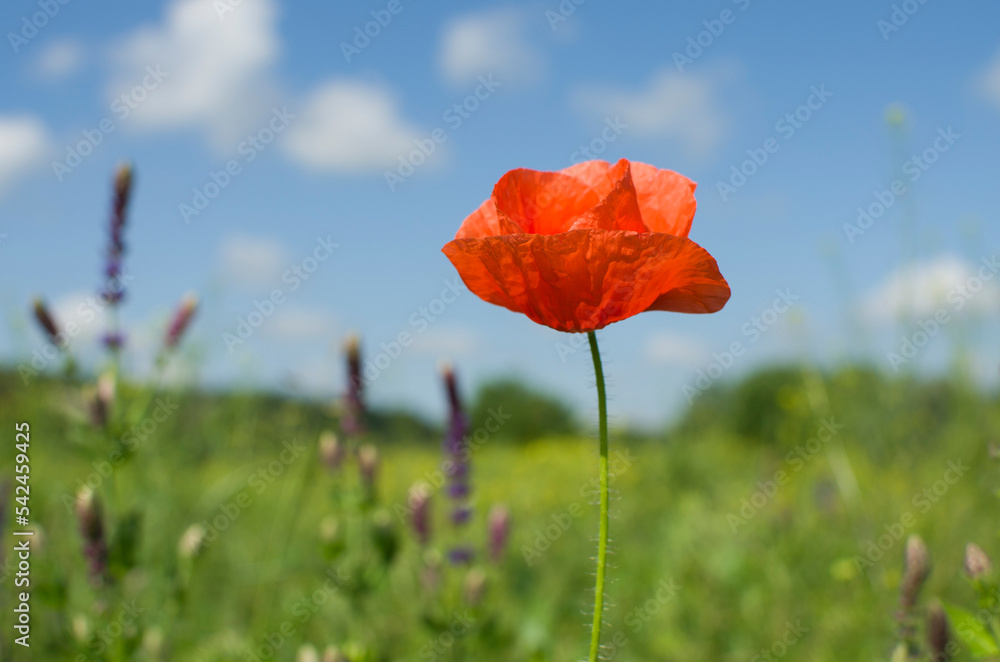 Obraz premium One red poppy flower in the field.
