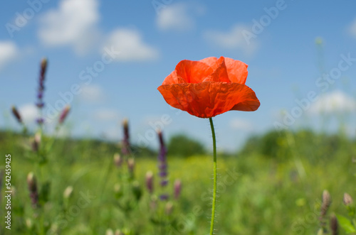 One red poppy flower in the field.