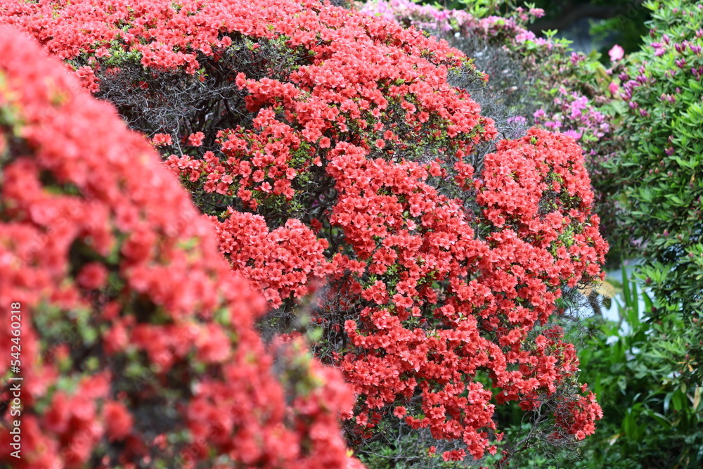 咲き誇る情熱の花 咲き誇る情熱の花