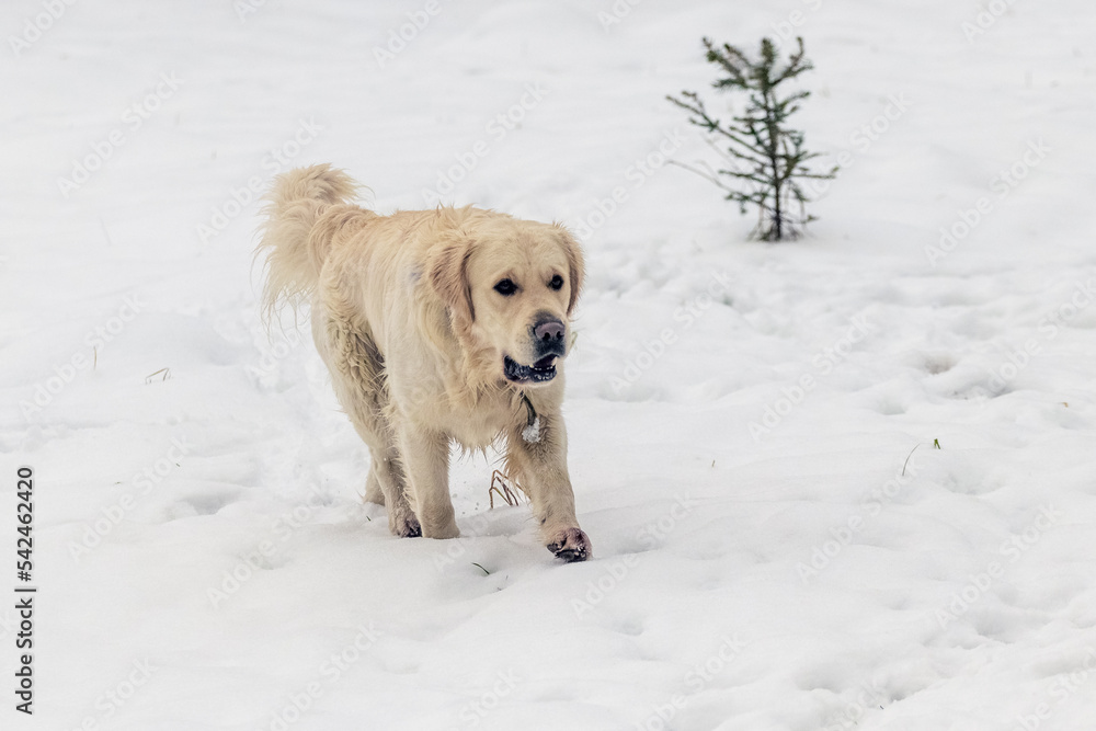 A dog of the golden retriever breed walks in the snow in the park in winter