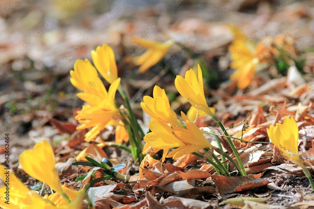 Yellow flowers of Sternbergia lutea in the autumn park Yellow flowers of Sternbergia lutea in the autumn park