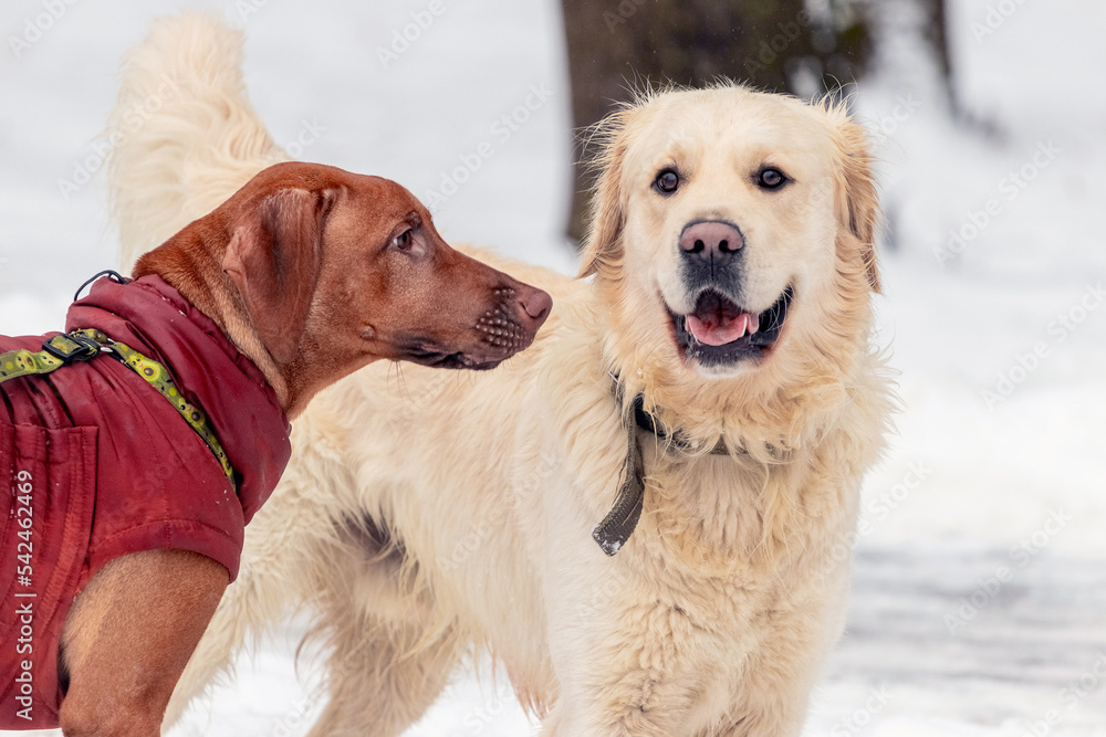 Golden retriever and ridgeback dogs in winter in the park during a walk Golden retriever and ridgeback dogs in winter in the park during a walk