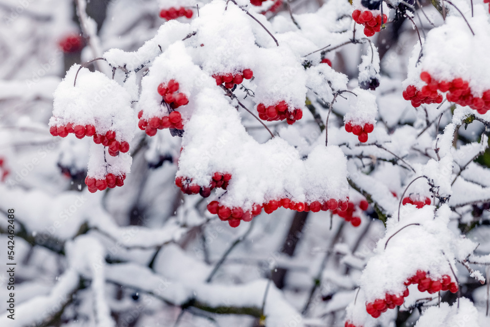 Viburnum bush with red berries in winter after heavy snowfall