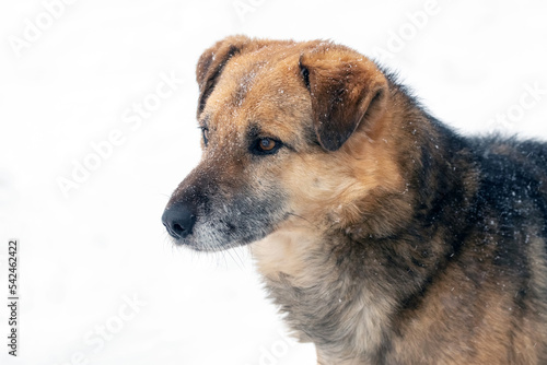 Large watch dog with a close look in the winter covered with snow, portrait of a dog © Volodymyr