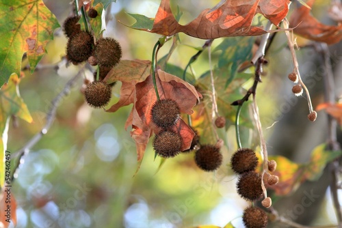 Photography Fruits and leaves on the branches of a plane tree in autumn