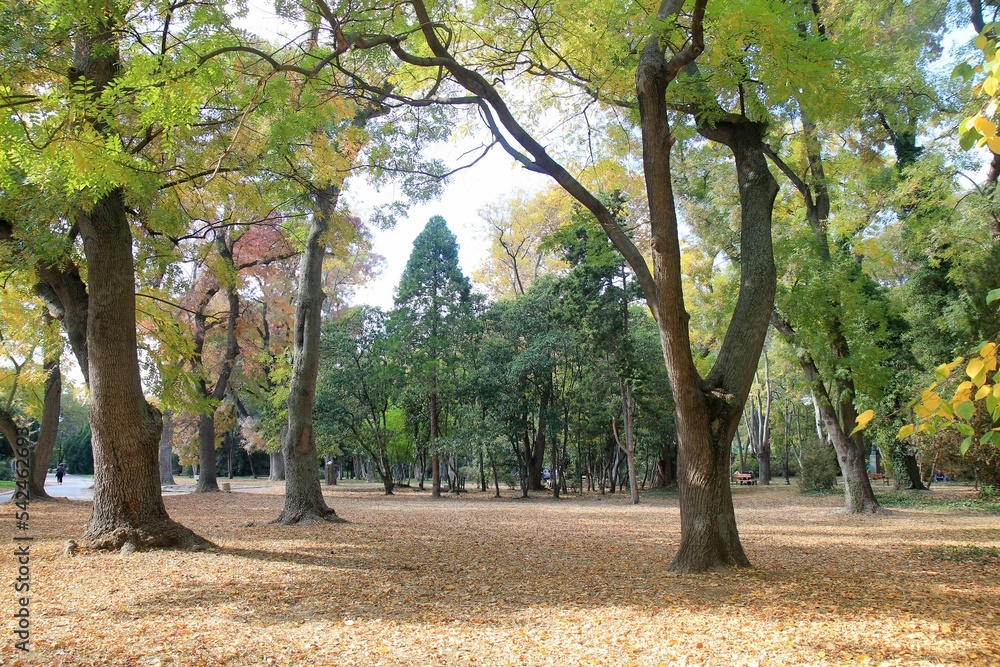 Naklejka premium Trees in the Seaside Park of Varna (Bulgaria) in autumn