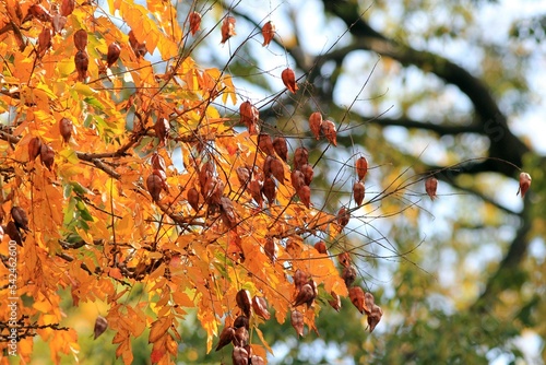 Yellow leaves and fruits of Koelreuteria paniculata in autumn in the park 