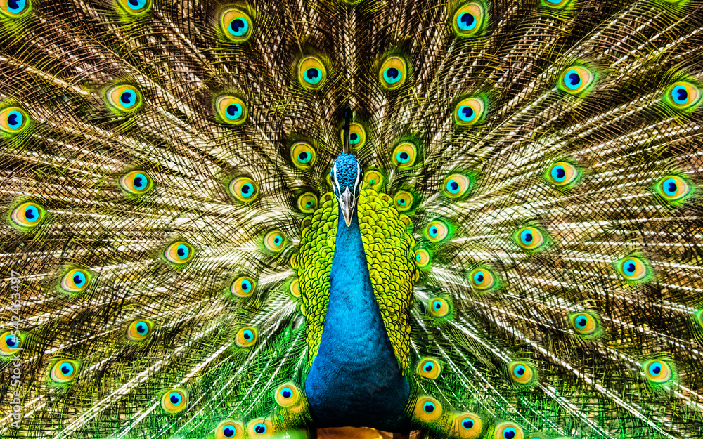 Obraz premium peacock