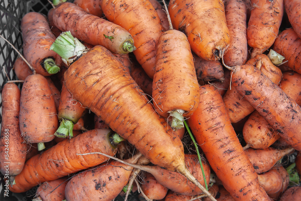 Photo of carrot root crops top view. Grocery background. carrot crop is stacked in a box Photo of carrot root crops top view. Grocery background. carrot crop is stacked in a box