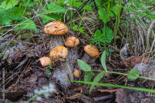 mushroom family