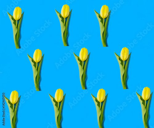 Yellow tulip on the blue background. Top view. Flat lay. Pattern.