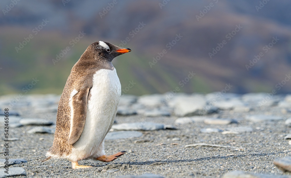 Naklejka premium Portrait eines Eselspinguin (Pygoscelis papua) auf Süd Georgien