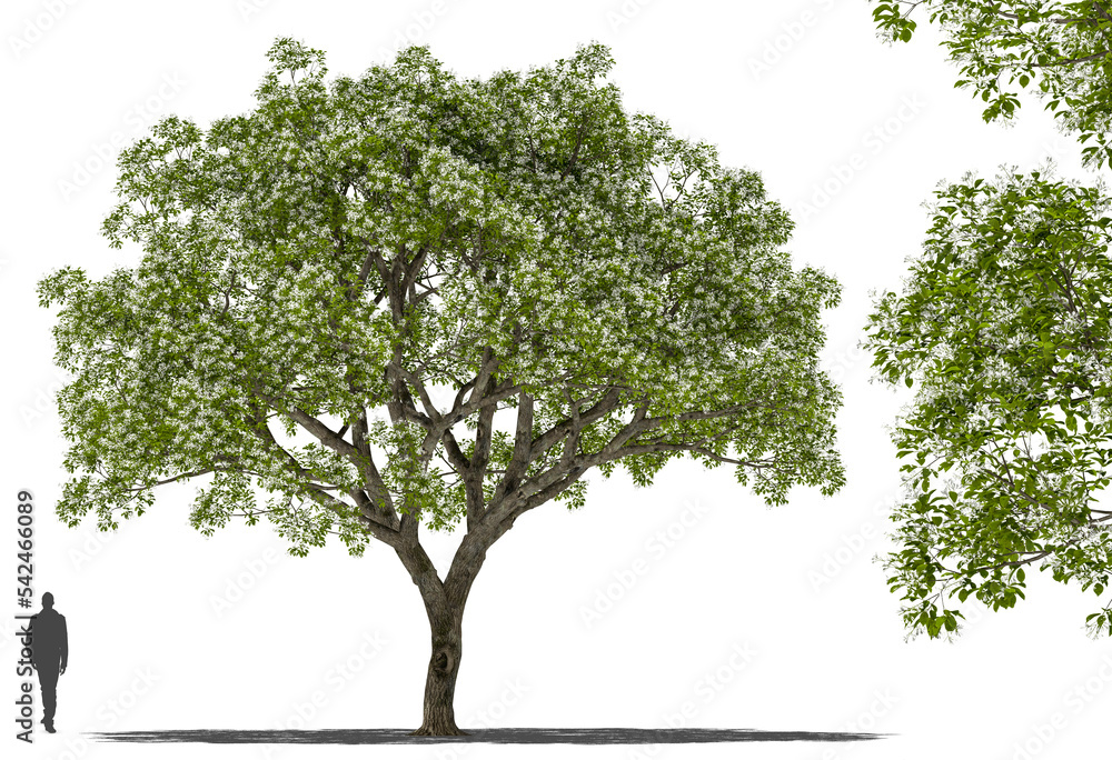 tree chinese fringe tree plant high quality cutout tree and branch for arch viz