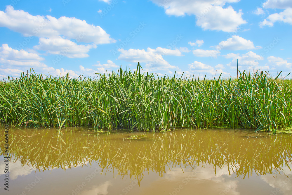Obraz premium Forest lake on a bright day under a long blue sky. Green reeds are floating on the water. White fluffy clouds are reflecting in the lake. Beautiful summer landscape.