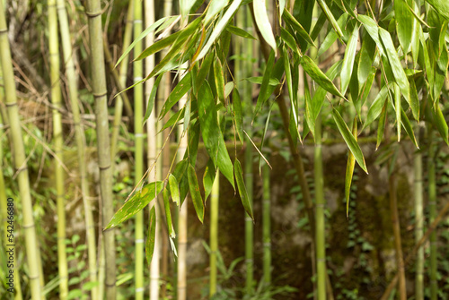 Close Up Bamboo Trunks Forest Texture