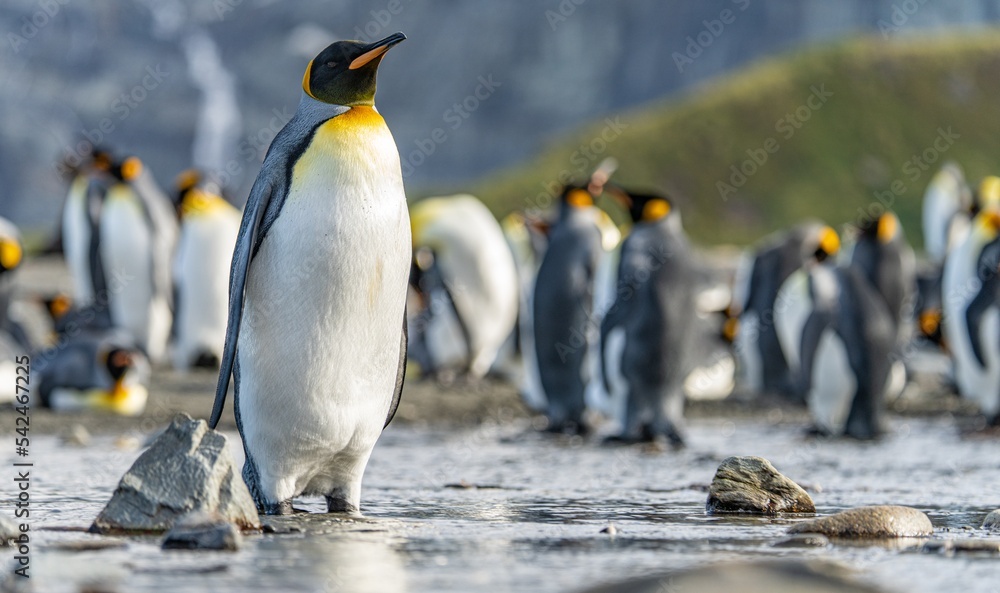 Fototapeta premium Königspinguin Kolonie Gold Harbour - landschaftlich reizvolle Bucht auf Südgeorgien 