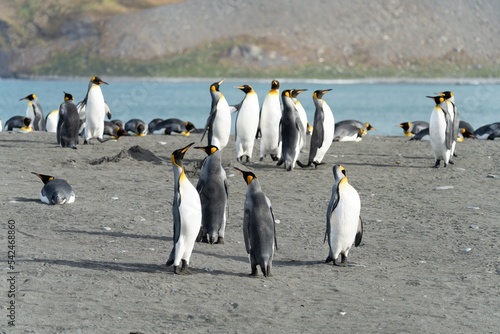 K  nigspinguin Kolonie Gold Harbour - landschaftlich reizvolle Bucht auf S  dgeorgien 