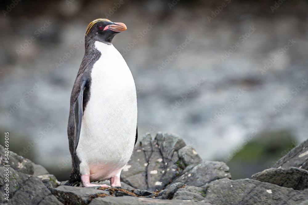 Fototapeta premium Golschopfpinguin / Macaroni (Eudyptes chrysolophus) in der Cooper Bucht auf Südgeorgien in seiner natürlichen Umgebung