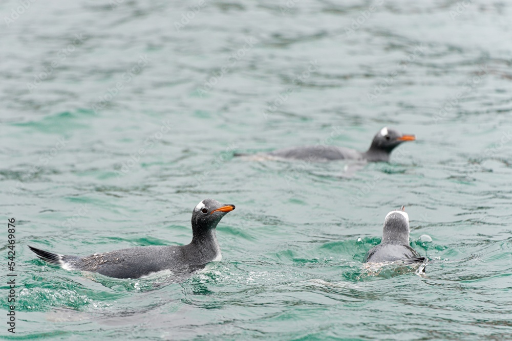 Fototapeta premium Eselspinguine (Pygoscelis papua) schwimmen im blauem Wasser auf Half Moon Island - Süd-Shettland-Inseln - vor der Antarktis 