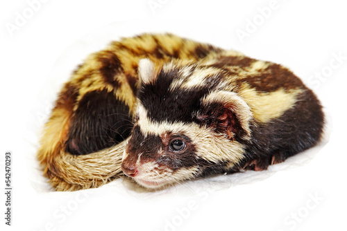 Canvas Print Marbled polecat (Vormela peregusna) on transparent background.