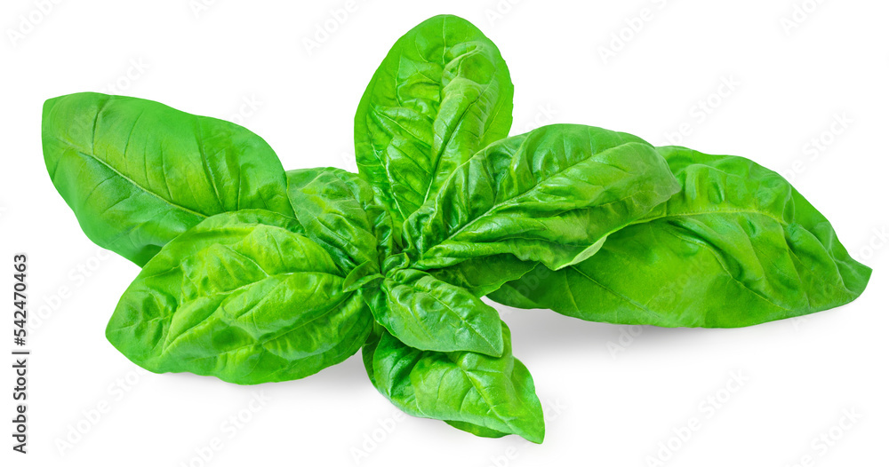 Fototapeta premium Fresh basil leaf isolated on white background, close up. Basil herb leaves closeup.
