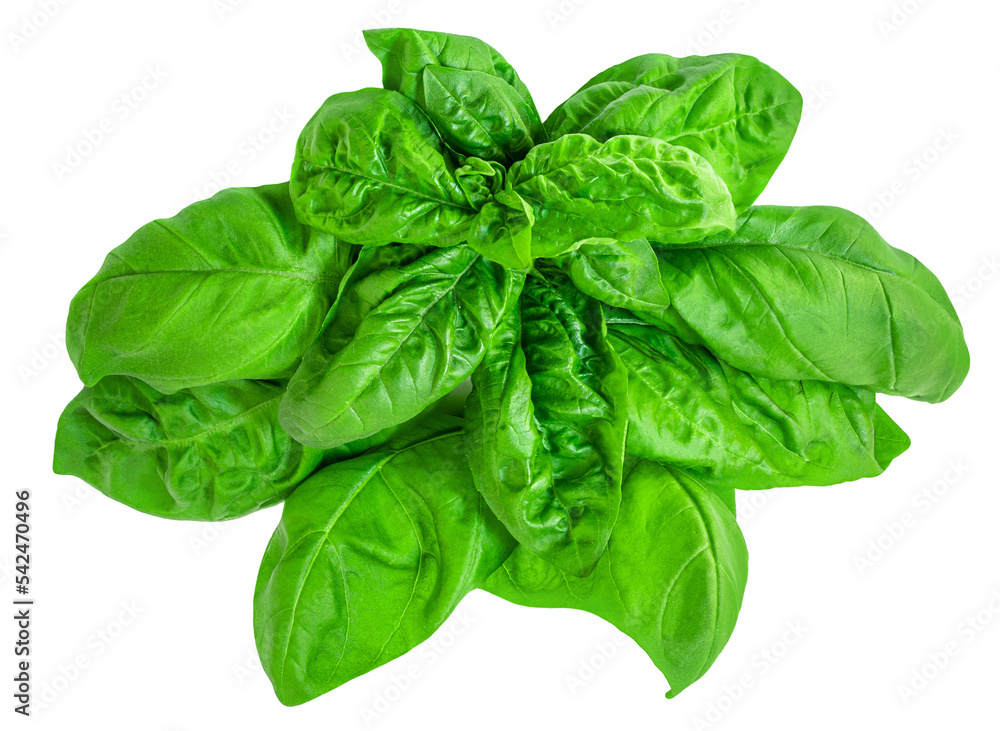 Fresh basil leaf isolated on white background, close up. Basil herb leaves closeup. Fresh basil leaf isolated on white background, close up. Basil herb leaves closeup.