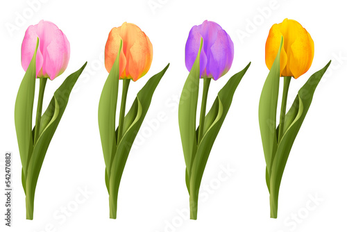 Hand painted of multicolors tulips bundle, in png file with transparent background