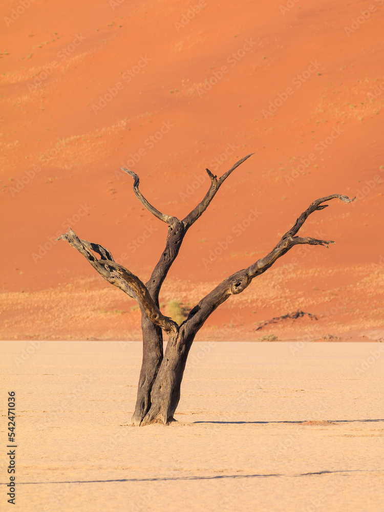 Deadvlei, white clay pan located inside the Namib-Naukluft Park in Namibia.Africa. Deadvlei, white clay pan located inside the Namib-Naukluft Park in Namibia.Africa.