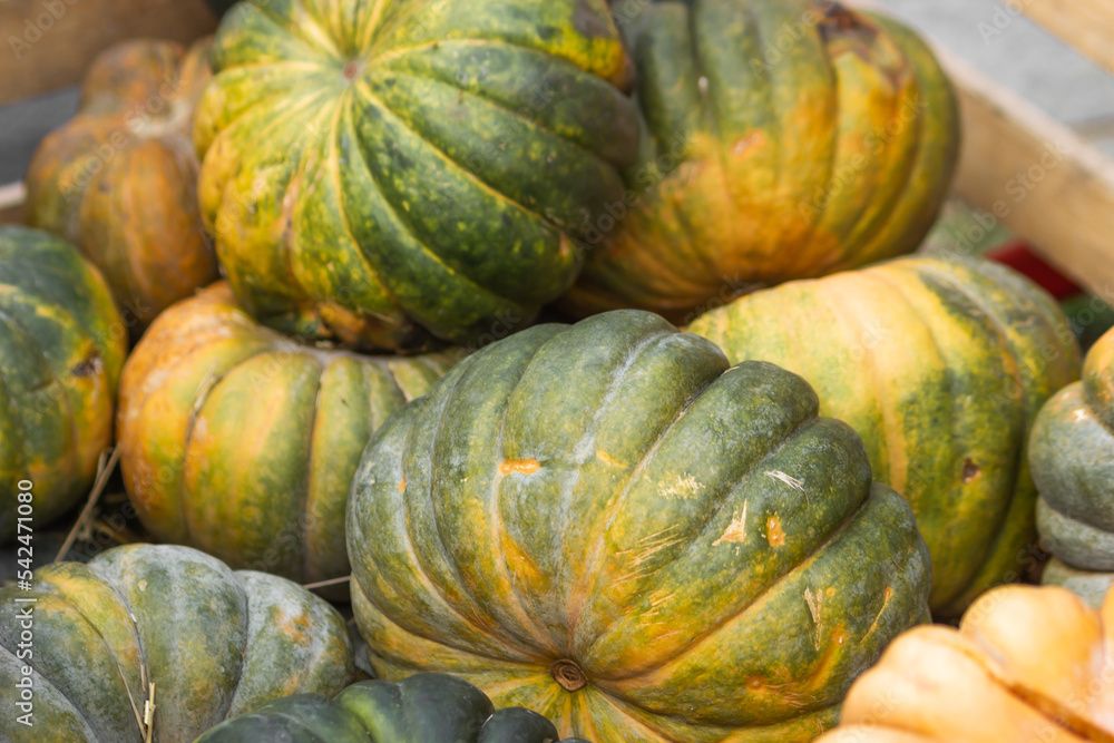 Pile of green and yellow autumn pumpkins lies in wooden basket for sale at farmers market. Seasonal harvest of pumpkins.