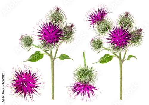 Tableau sur toile Burdock flower isolated on white background
