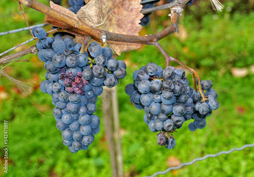 Wallpaper Mural Weintrauben bei Ammerbuch-Breitenholz;  Baden Württemberg; Deutschland Torontodigital.ca