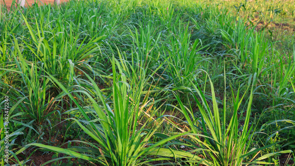 Mombasa guinea Paspalum Maximum Cv. Mombasa Grass for animals