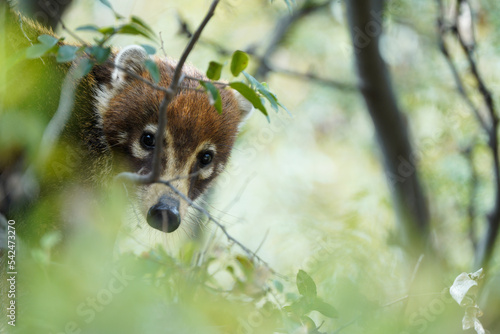 Coati mundi with a mask